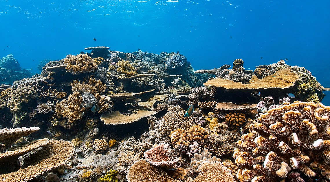 Great Barrier Reef Given Six Months to Avoid UNESCO ‘In Danger' Listing