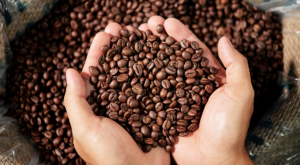 Robusta Coffee Faces Climate Threat as Study Debunks “Resilient” Reputation